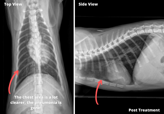 Chest Xray Normal Cat